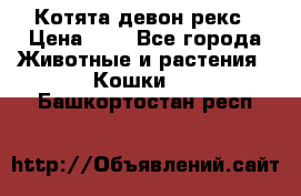 Котята девон рекс › Цена ­ 1 - Все города Животные и растения » Кошки   . Башкортостан респ.